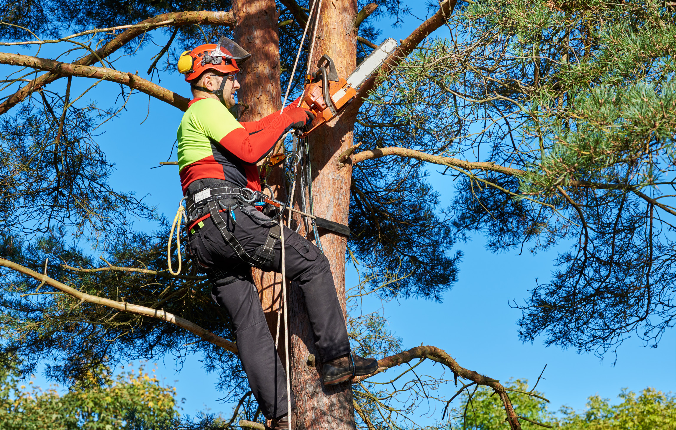 Ein Waldarbeiter ist auf einen Baum geklettert und entfernt einen Ast mit einer elektrischen Säge. Er trägt Schutzausrüstung und ist über ein Seil gesichert