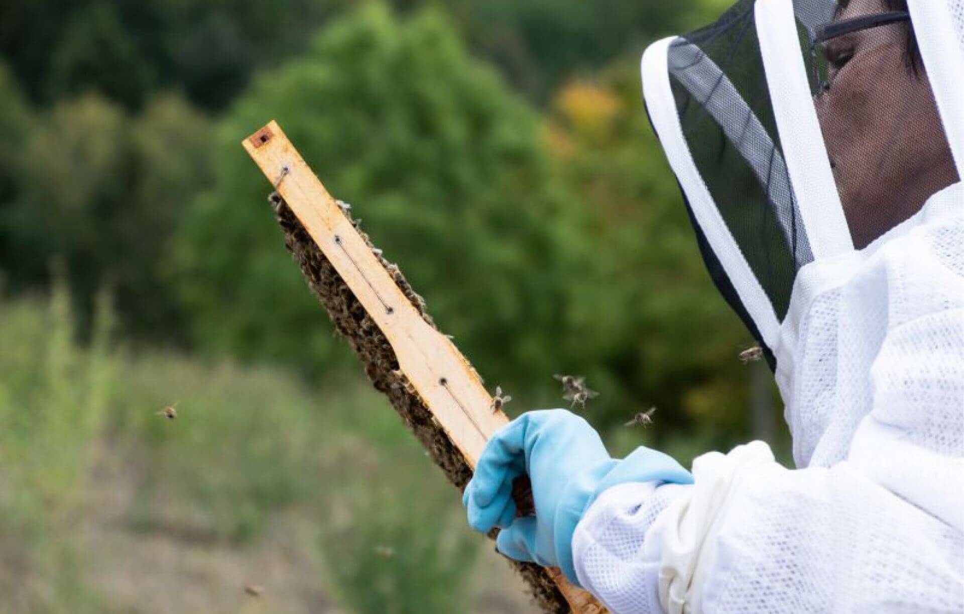 Ein Imker trägt eine Bienenwabe in den Händen