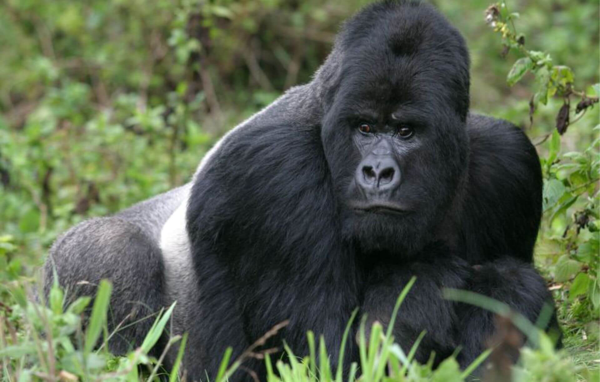 Ein Gorilla im Urwald