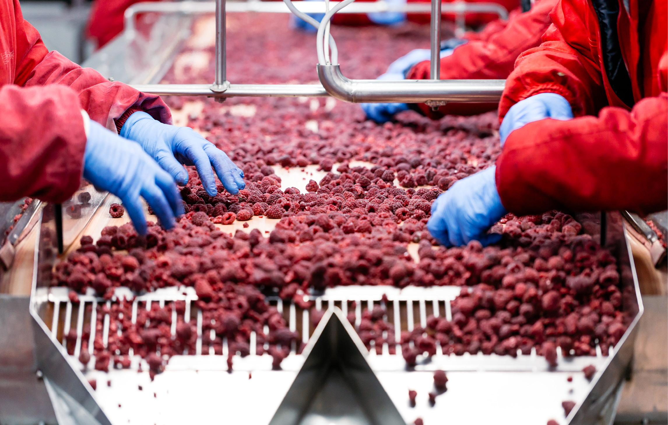 Arbeitende stehen an einem Förderband und sortieren rote Früchte. Sie tragen blaue Einmalhandschuhe